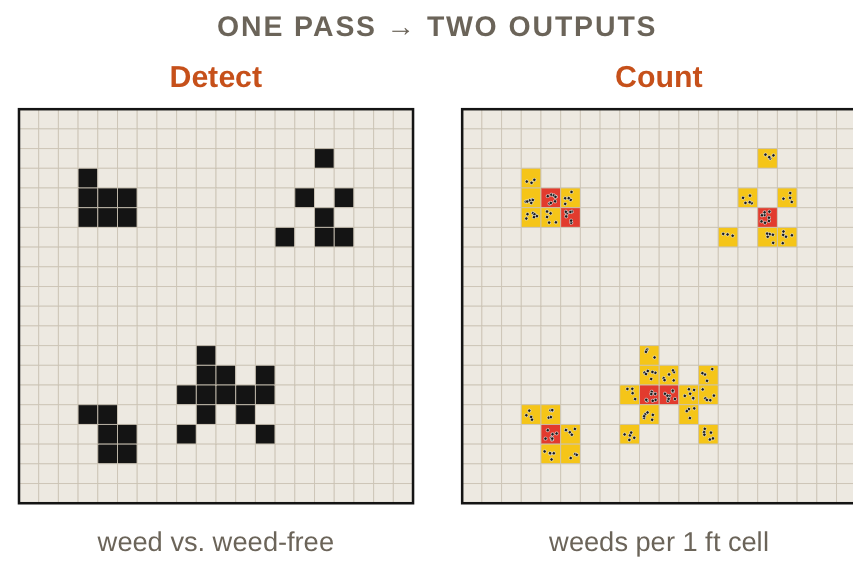 One pass, two outputs: a Detect grid marking weed vs. weed-free cells and a Count grid classifying weeds per one-foot cell
