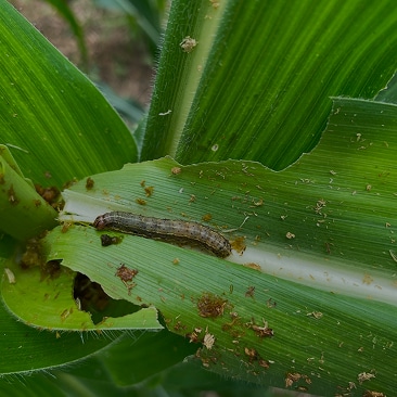 Close up of pest-damaged plants