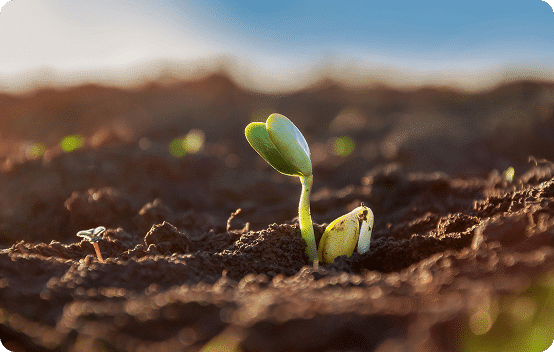 Seed sprouting in field