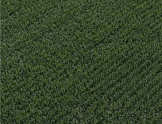 Six weeks after picking aerial view