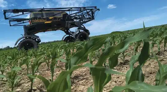TerraScout in corn field