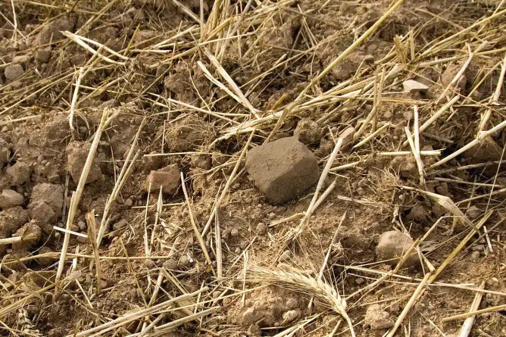 Close-up of a rock sitting in wheat stubble, partly hidden by crop residue after harvest