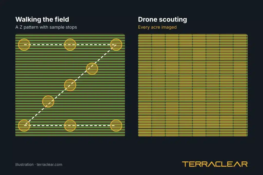 Diagram comparing sample stops on a walked scouting route with full-field drone scouting coverage